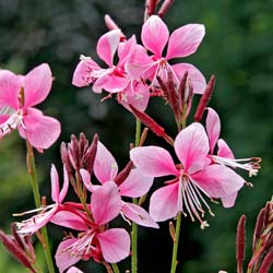 Gaura lindheimeri rosea